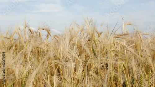 Spikelets of barley sway in the wind against the blue sky.