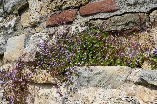 A plant with small purple flowers grows on an old fortress wall. Sunny day. photo