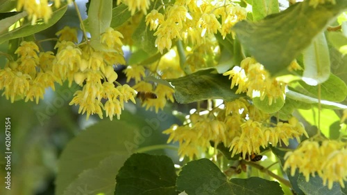 Blooming linden tree. Bee pollinates linden flowers. Linden honey production. Close-up.