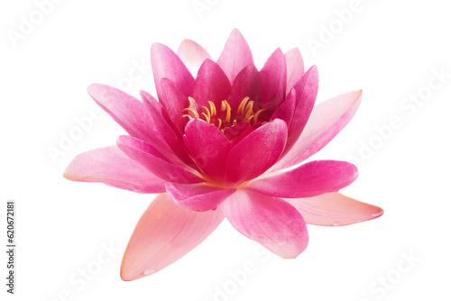 Lotus or water lily flower isolated on white background