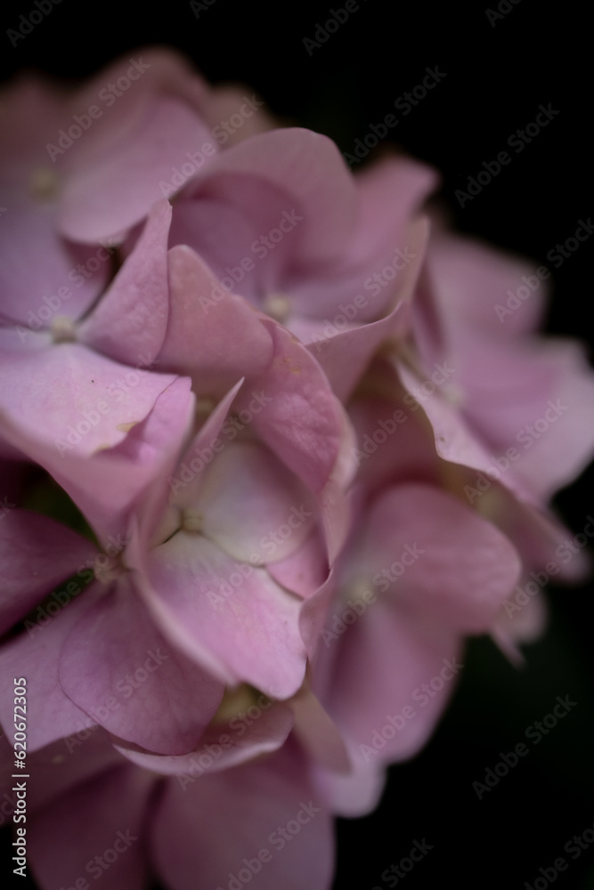 pink rose flower pink rose flower
