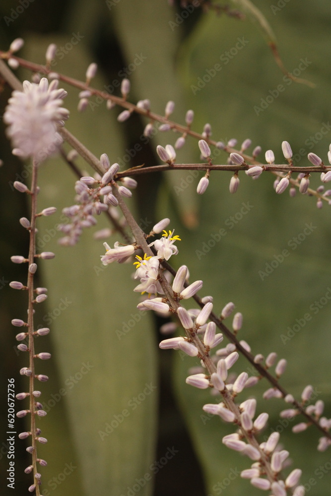 multiples ramas con flores lilla, estambres y pistilos amarillos de cordyline stricta  con fondo de hojas verdes