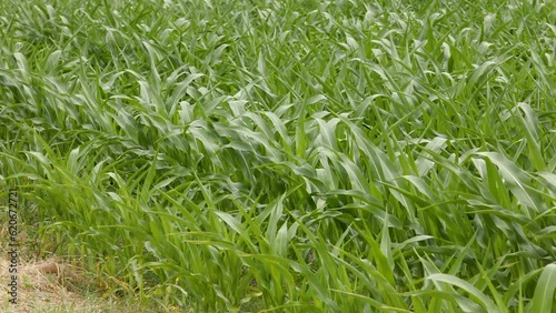 Green corn grows in the field. Wind shakes field of corn. Close-up.