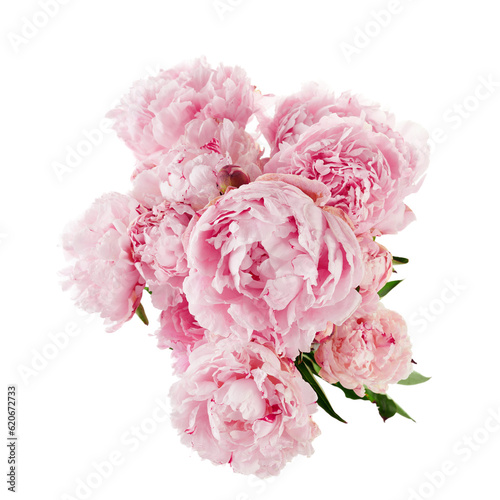 Fototapeta Naklejka Na Ścianę i Meble -  Pink peony flower isolated on white background