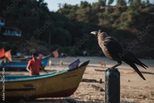 A crow watching the fishermen. photo