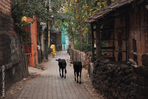 A brahmin and cows. photo