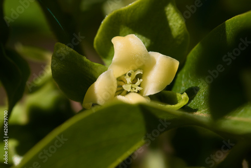 Close up of persimmon tree flower (diospyros kaki) in spring