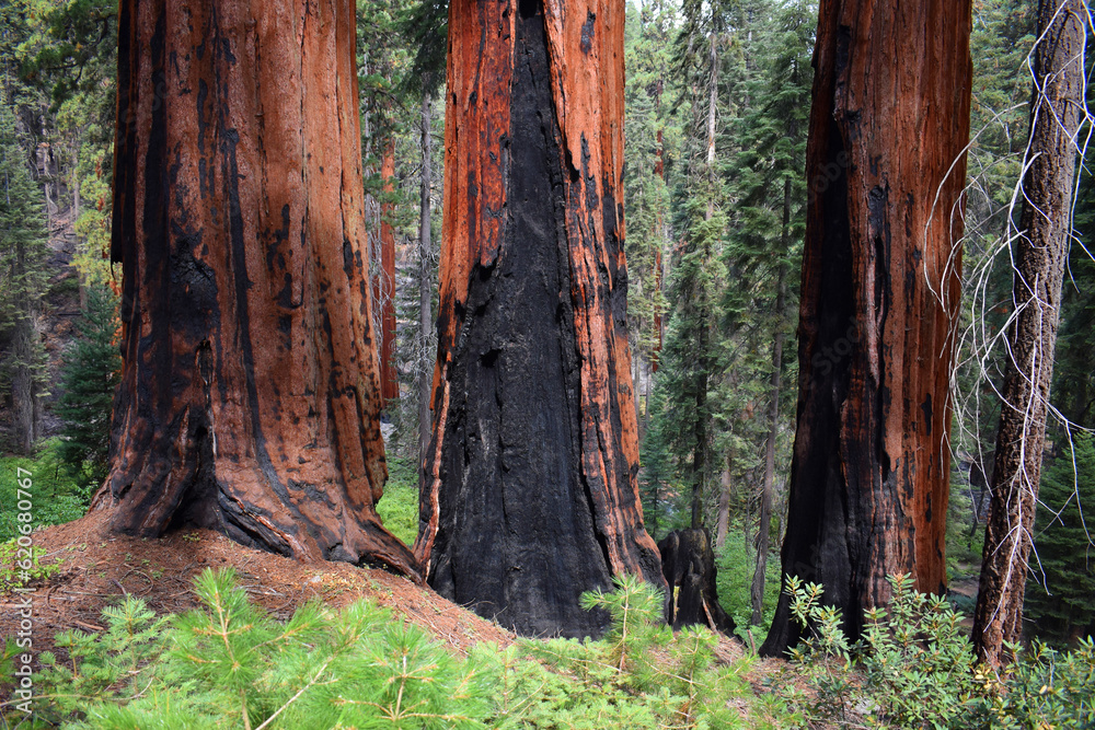 Giant burnt Sequoia Trees in Sequoia National Park, California, US wildlife landscape Giant burnt Sequoia Trees in Sequoia National Park, California, US wildlife landscape