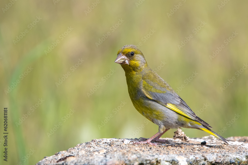 Florya » European Greenfinch » Chloris chloris Florya » European Greenfinch » Chloris chloris