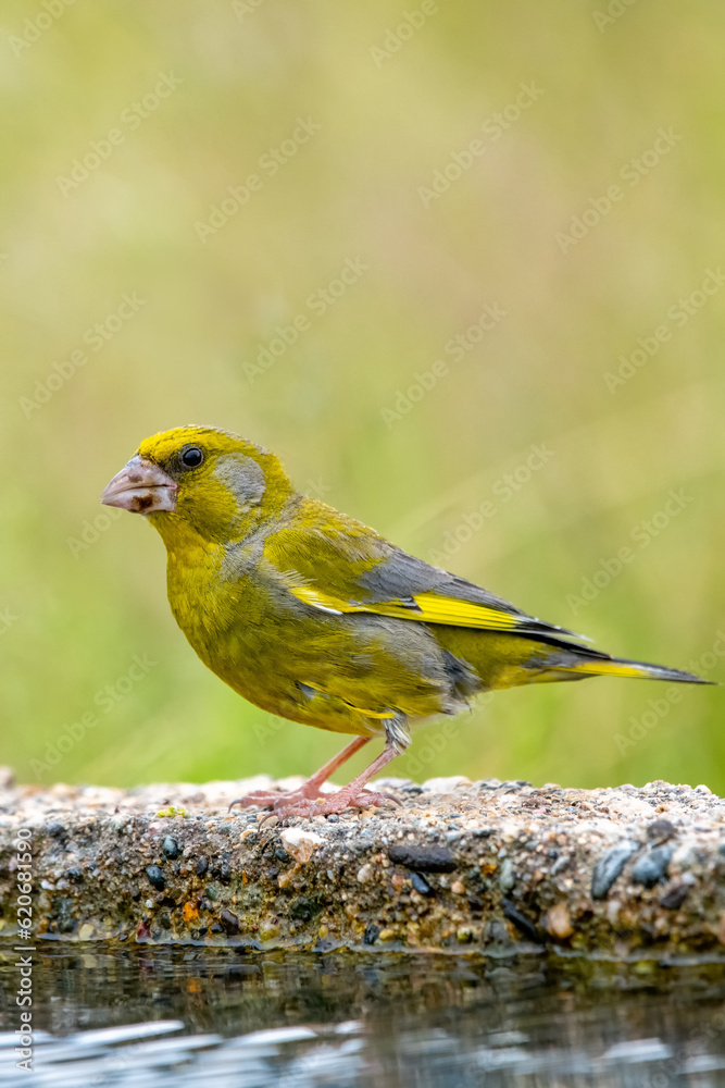 Obraz premium Florya » European Greenfinch » Chloris chloris