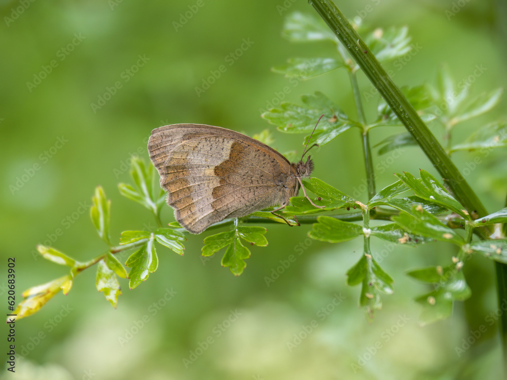 Fototapeta premium Meadow Brown butterfly profile. UK.