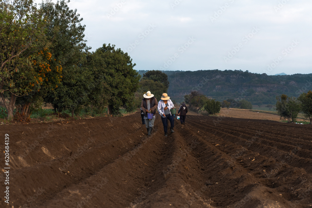 Teamwork: Mexican Farmer Collaborating on Bean Planting