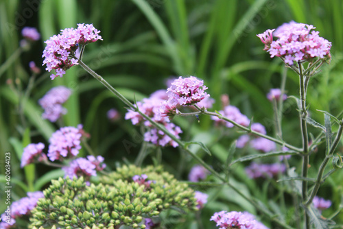 flowers of lavender. flowers and grass in the fiel 