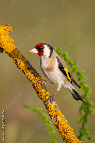  Saka » European Goldfinch » Carduelis carduelis   © Yasin