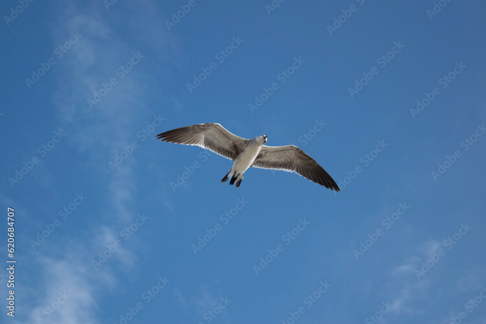 Seagull flying in the sky