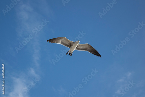 Seagull flying in the sky