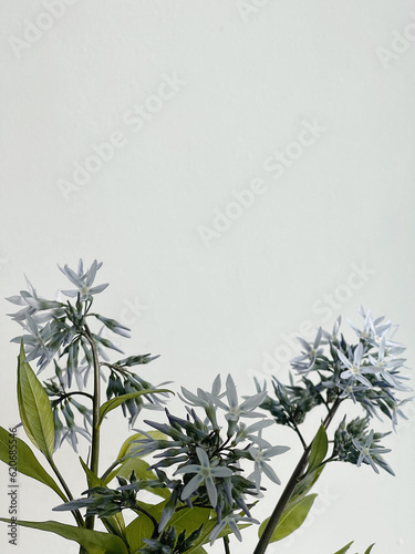 Exotic flowers on white background