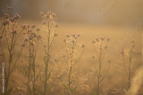 grass in a field at sunset