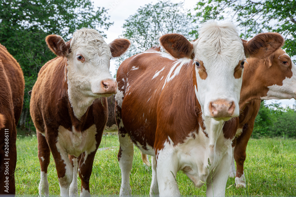 Group of brown cows looking at the camera at farm Group of brown cows looking at the camera at farm