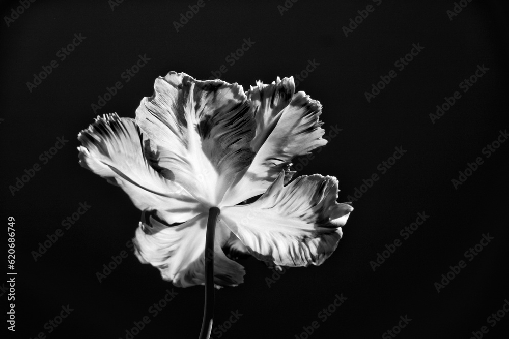 Backside of wide open tulip flower Backside of wide open tulip flower