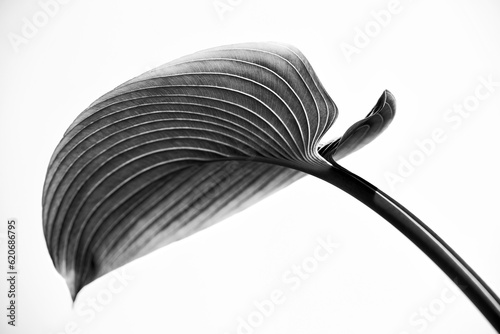 Elegant hosta leaf in black and white photo