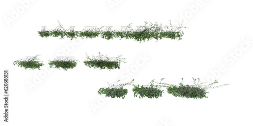 Collection of Phyllanthus Cochinchinensis,Phllanthus on isolated transparent background