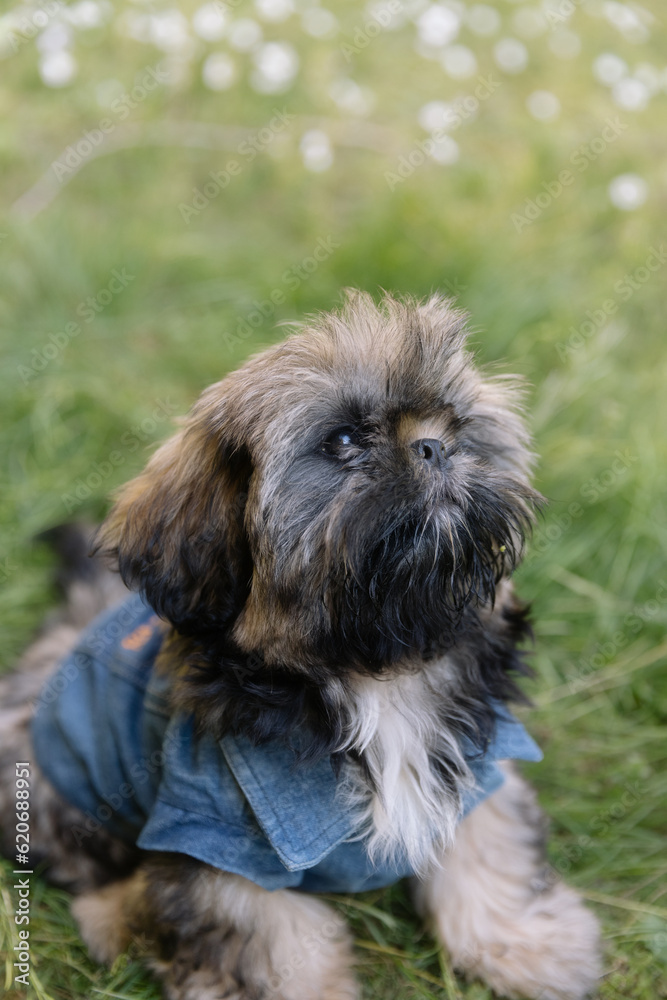 Funny puppy sitting on the grass Funny puppy sitting on the grass