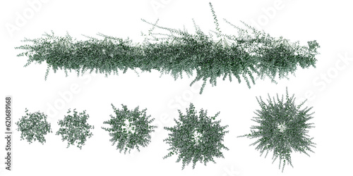 Top view of of Trachelospermum Jasminoides,Star Jasmir on isolated transparent background Collection