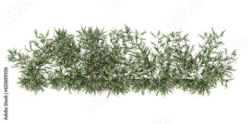 Obraz na plátně Top view of Hardengia violecea,Purple coral pea on isolated transparent backgrou