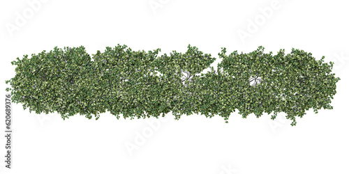 Top view of parthenocissus sikkimensis, sikkim creeper on isolated transparent background Collection