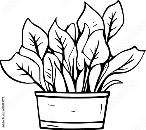 Potted Plants