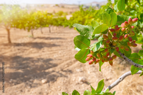 Pistachio tree in Gaziantep City, Turkey. Orchard of Ripening Pistachio Nuts.