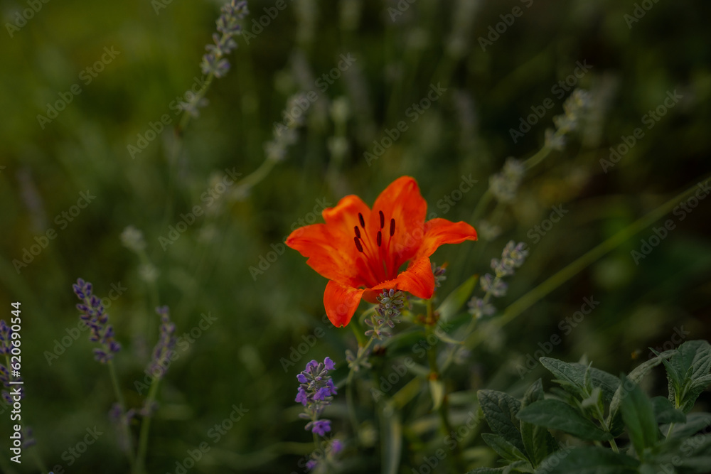 Fototapeta premium Orange blossom flower on the country side