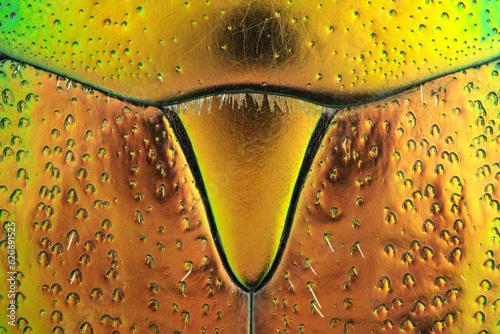 Fotografie extreme close up detail from a rose chafer's hard wings and scutellum