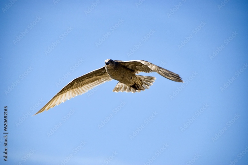 Obraz premium 飛ぶ鳥