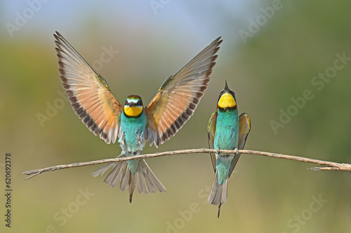 European Bee-eater lands on a branch in Burdur, Turkey