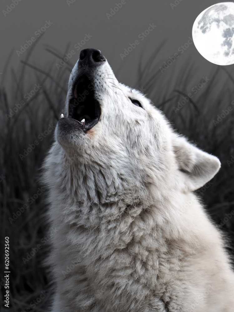 Fototapeta premium Howling Hudson Bay Wolf (Canis lupus hudsonicus)