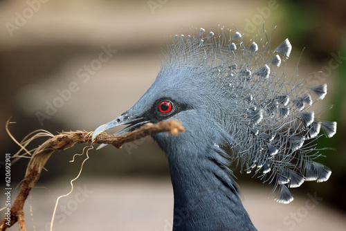 The Victoria crowned pigeon (Goura victoria) bird