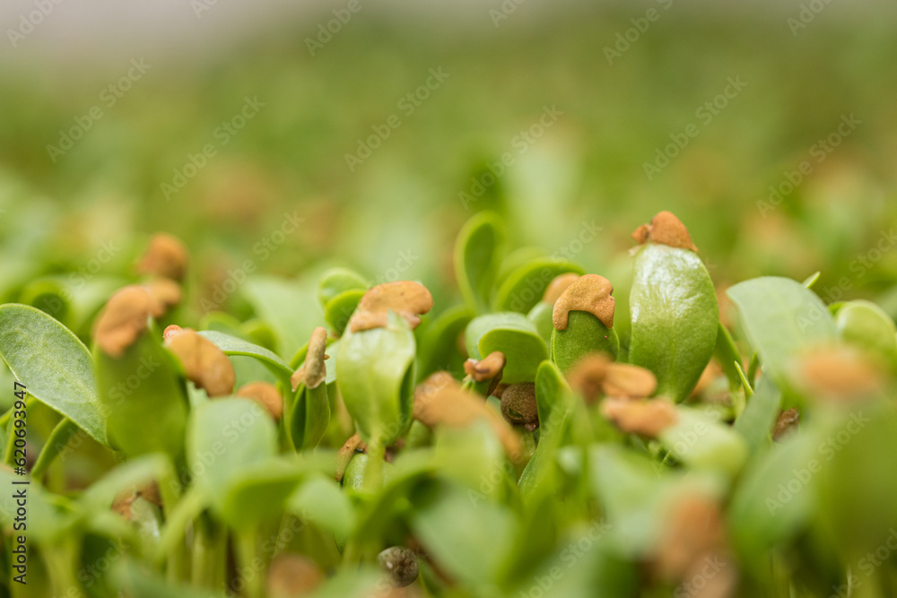 Fenugreek microgreens closeup Fenugreek microgreens closeup