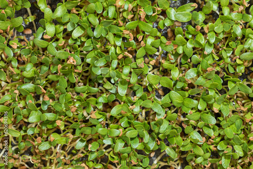 Top view of an abundance tray of fenugreek sprouts