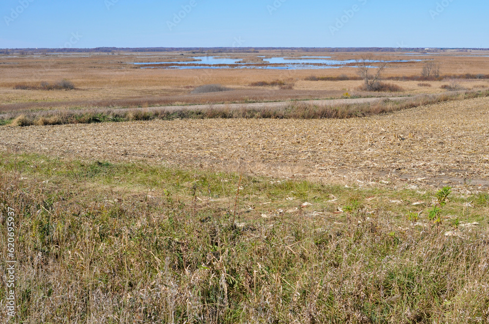 A Harvested Cornfield At Horicon Marsh Wildlife Refuge In Wisconsin In Fall