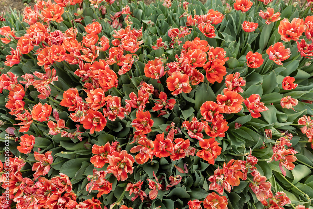 Shot of a Group of Red Tulips