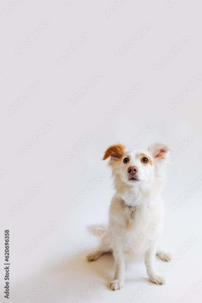 Beautiful Ginger White Little Dog