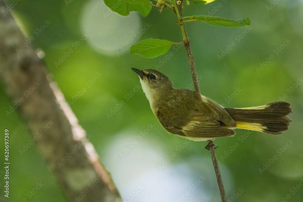 Fototapeta premium A female american redstart perched on branch.