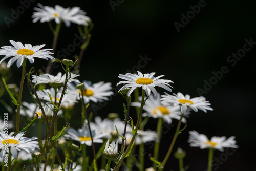 Ox-eye daisies shot with zoom lens.
