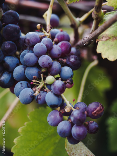 Cluster of dark blue and purple grapes hanging on wine stock, wild vitis or grapevine with blurry green wine leaves in background, selective focus