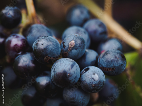 Cluster of dark blue and purple grapes hanging on wine stock, wild vitis or grapevine with blurry green wine leaves in background, selective focus close-up shot