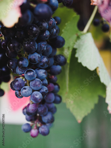 Cluster of dark blue and purple grapes hanging on wine stock, wild vitis or grapevine with blurry green wine leaves in background, selective focus