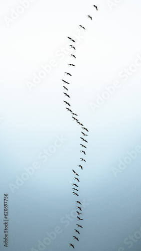 Migratory birds formation