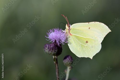 A yellow brimstone butterfly sits on a thistle flower. The background is green. The image is in landscape format.